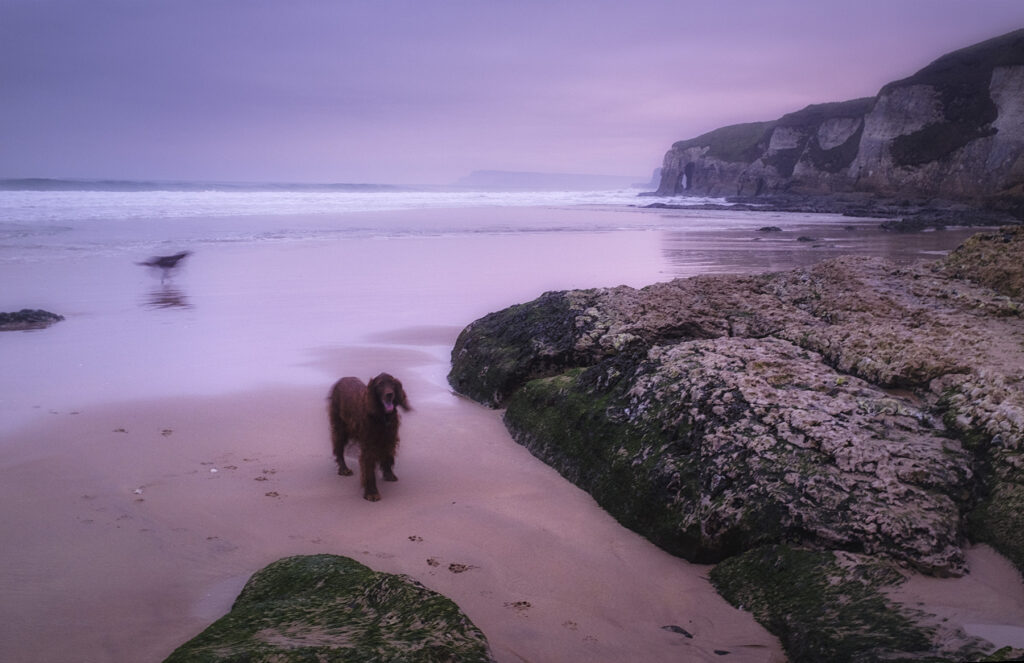 Mac and Finn enjoying the beach
